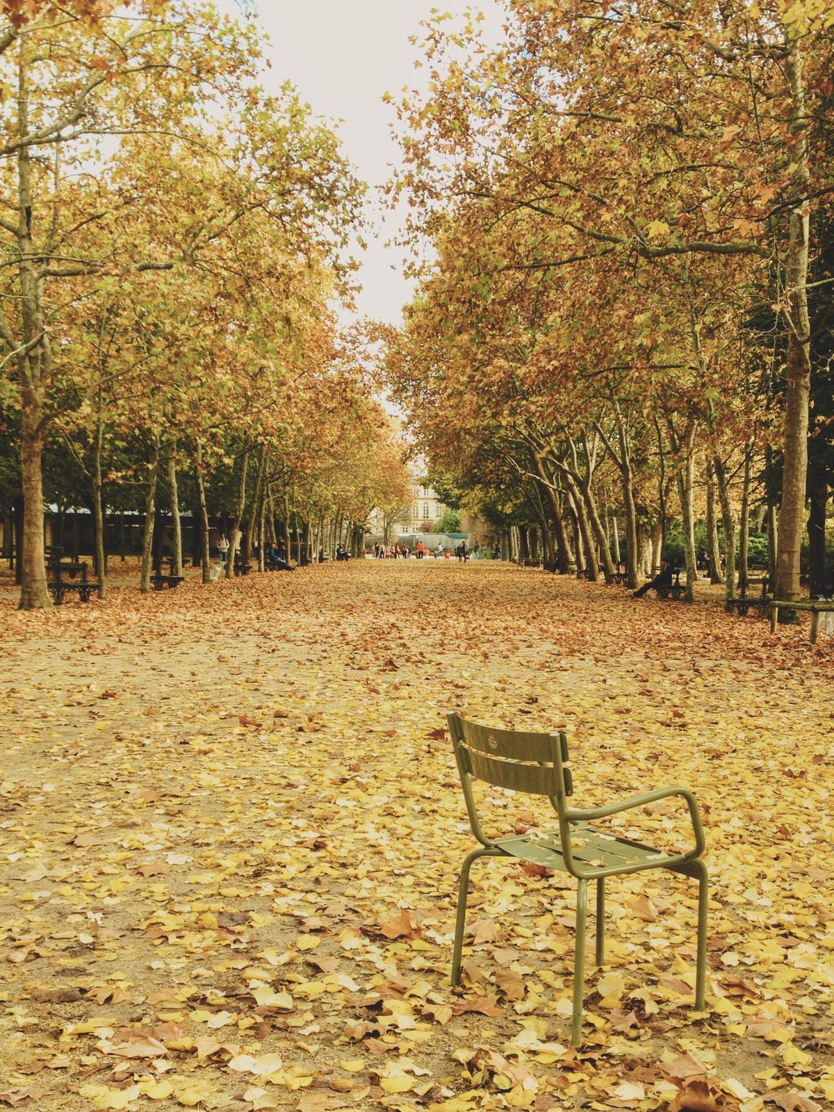 A lone seat, in the middle of an alley covered with dead leaves, in a public park. Image Anthony Nelzin-Santos.